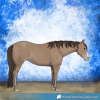 Horse Color:Classic Champagne Splash 
