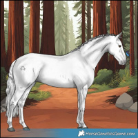 Horse Color:Gray White Spotted Liver Chestnut 