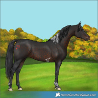 Horse Color:Brown Tobiano Rabicano 