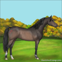 Horse Color:Brown Tobiano Rabicano 