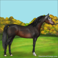 Horse Color:Gray Brown 