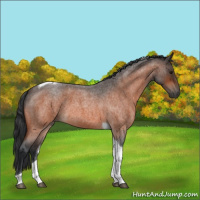 Horse Color:Bay Roan Tobiano 