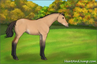 Horse Color:Bay Dun