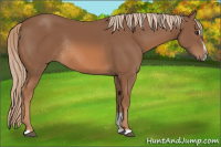 Horse Color:Chestnut Sabino Rabicano 