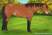 Horse Color:Bay 