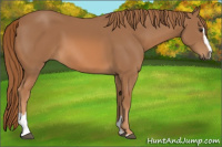 Horse Color:Chestnut Sabino