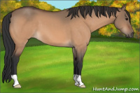 Horse Color:Bay Dun