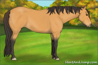 Horse Color:Buckskin 
