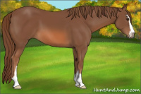 Horse Color:Chestnut Sabino