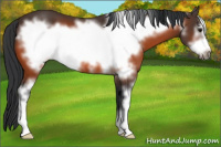Horse Color:Bay Sabino Frame 