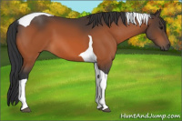 Horse Color:Bay Tobiano 