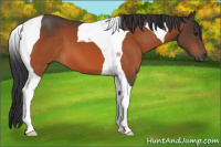 Horse Color:Brown Tobiano 