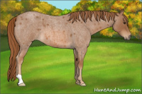 Horse Color:Red Roan 
