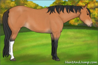 Horse Color:Bay Roan 