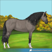 Horse Color:Grullo