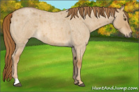 Horse Color:Red Dun Roan 