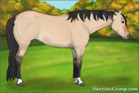 Horse Color:Bay Dun
