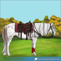 Horse Color:Bay Sabino Appaloosa