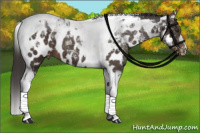 Horse Color:Liver Chestnut Tobiano Near Leopard 