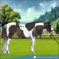 Horse Color:Liver Chestnut Splash Tobiano Rabicano
