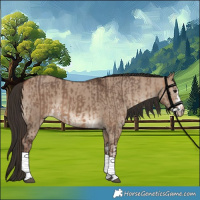 Horse Color:Bay Dun Tobiano  and Liver Red Dun Sabino 