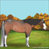 Horse Color:Bay Roan Splash Rabicano 