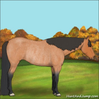 Horse Color:Bay Roan Rabicano 