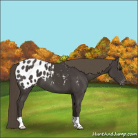 Horse Color:Smoky Black Appaloosa 
