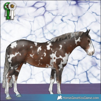 Horse Color:White Spotted Liver Chestnut Mushroom Sabino