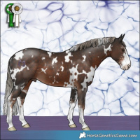 Horse Color:White Spotted Liver Chestnut Mushroom Sabino 