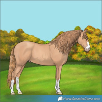 Horse Color:Gold Champagne 