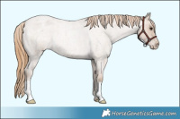 Horse Color:Blue Roan Pearl Appaloosa Rabicano 