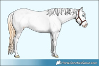 Horse Color:Smoky Grullo Roan Pearl Sabino Appaloosa 