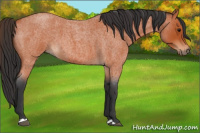 Horse Color:Bay Roan 