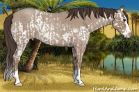 Horse Color:Classic Champagne Roan Splash  and Classic Champagne Roan Sabino Splash 