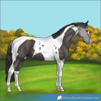 Horse Color:Smoky Black Tobiano 