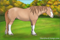 Horse Color:Gold Champagne Splash 
