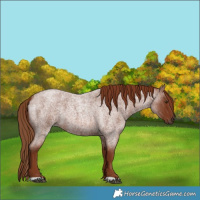 Horse Color:Red Roan 