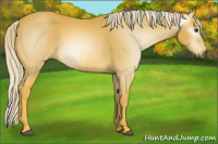 Horse Color:Gray Palomino 