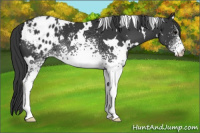 Horse Color:White Spotted Black Appaloosa