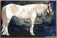 Horse Color:White Spotted Red Dun