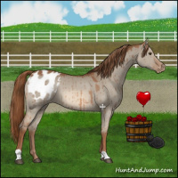 Horse Color:Red Dun Appaloosa Brindle 