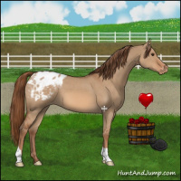 Horse Color:Red Dun Appaloosa 