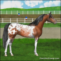 Horse Color:Bay Tobiano Blanket 
