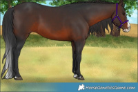 Horse Color:Brown Splash Rabicano 
