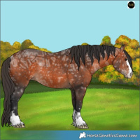 Horse Color:Bay Ice Rabicano 