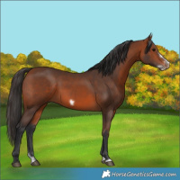 Horse Color:Bay Splash Frame Rabicano 