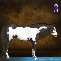 Horse Color:Liver Chestnut Frame 