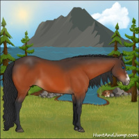 Horse Color:Bay Splash Frame Rabicano 