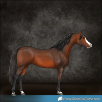 Horse Color:Bay Splash Rabicano